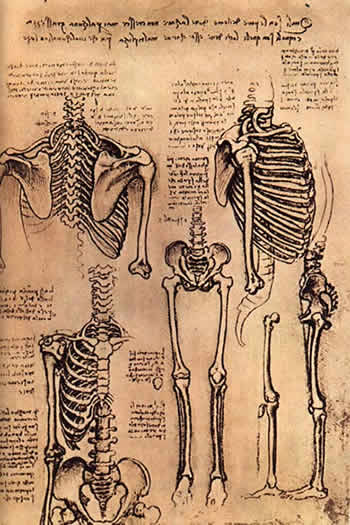 Человеческий скелет